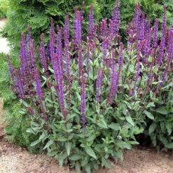 Caradonna Salvia -High Country Gardens Sales walters gardens salvia caradonna cropped 1