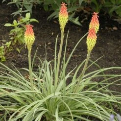 Fire Dance Red Hot Poker -High Country Gardens Sales walters gardens kniphofia fire dance cropped