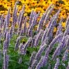Blue Fortune Agastache -High Country Gardens Sales walters gardens agastache blue fortune cropped 2