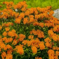 Butterfly Weed (Clay Form) -High Country Gardens Sales walters gardens asclepias tuberosa cropped 1