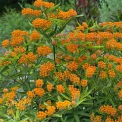 Butterfly Weed (Clay Form) -High Country Gardens Sales walters gardens asclepias tuberosa cropped 2
