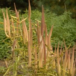 Butterfly Weed (Clay Form) -High Country Gardens Sales walters gardens asclepias tuberosa seed heads cropped