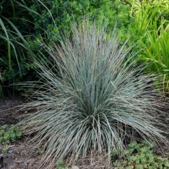 Blue Oat Grass -High Country Gardens Sales walters gardens helictotrichon sempervirens cropped 2
