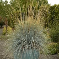 Blue Oat Grass -High Country Gardens Sales walters gardens helictotrichon sempervirens cropped 4