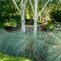 Blue Oat Grass -High Country Gardens Sales walters gardens helictotrichon sempervirens cropped under trees