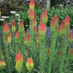 Fire Dance Red Hot Poker -High Country Gardens Sales walters gardens kniphofia fire dance cropped