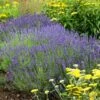 Hidcote Superior English Lavender -High Country Gardens Sales walters gardens lavandula hidcote cropped 2