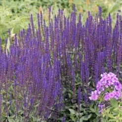 Caradonna Salvia -High Country Gardens Sales walters gardens salvia caradonna cropped
