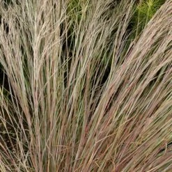Prairie Blues Little Bluestem Grass -High Country Gardens Sales walters gardens schizachyrium prairie blues close up foliage cropped