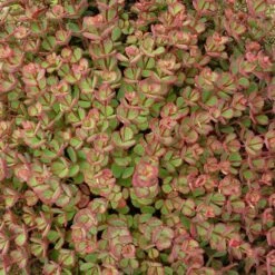 October Daphne Sedum -High Country Gardens Sales walters gardens sedum october daphne fall foliage closeup cropped