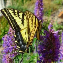 Blue Blazes Agastache -High Country Gardens Sales western swallowtail sipping agastache blue blazes 3