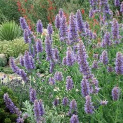 Blue Blazes Agastache -High Country Gardens Sales western swallowtail sipping agastache blue blazes 4
