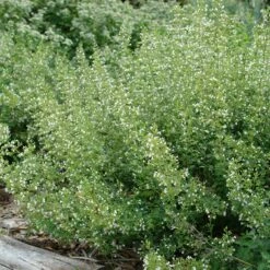 White Cloud Calamintha -High Country Gardens Sales white cloud calamintha 2