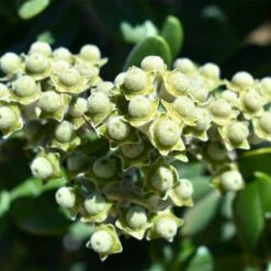 Ice Ballet Swamp Milkweed 10 Ice Ballet Swamp Milkweed -High Country Gardens Sales white ice ballet milkweed asclep