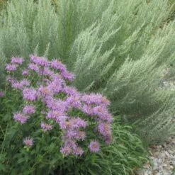 Wild Bergamot (Wichita Mountains Form) 8 Wild Bergamot (Wichita Mountains Form) -High Country Gardens Sales wild bergamot artemisia filifolia