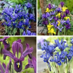 Wildflower Iris Bulb Collection