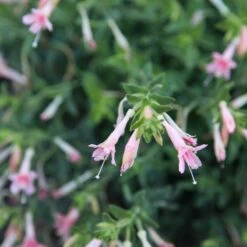 Woody's Peach Surprise Hummingbird Trumpet (Zauschneria) -High Country Gardens Sales woody s peach surprise closeup cropped