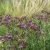 Woolly Ironweed (Vernonia) -High Country Gardens Sales woolly ironweed 1