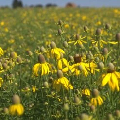 Little Prairie Native Wildflower Seed Mix -High Country Gardens Sales yellow prairie coneflower little prairie native mix