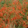 Sky Island Orange Hummingbird Trumpet (Zauschneria)