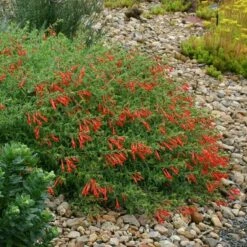 Orange Carpet® Creeping Hummingbird Trumpet (Zauschneria) 11 Orange Carpet® Creeping Hummingbird Trumpet (Zauschneria) -High Country Gardens Sales zauschneria garrettii orange carpet pat hayward plant select