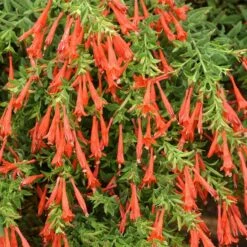 Hummingbird Container Garden 10 Hummingbird Container Garden -High Country Gardens Sales zauschneria garrettii orange carpet 1