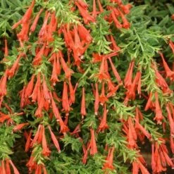 Orange Carpet® Creeping Hummingbird Trumpet (Zauschneria) 9 Orange Carpet® Creeping Hummingbird Trumpet (Zauschneria) -High Country Gardens Sales zauschneria garrettii orange carpet pat hayward plant select garden