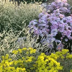 Dream Of Beauty Aromatic Aster -High Country Gardens Sales zig zag aster oblongifolius dream of beauty garden